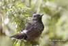 Red Vented Bulbul 02