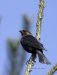 Cowbird 01