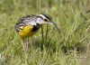 Eastern Meadowlark 01