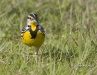 Eastern Meadowlark 02