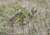 Eastern Meadowlark 03