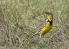 Eastern Meadowlark 04