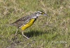 Eastern Meadowlark 05
