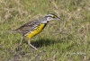 Eastern Meadowlark 05