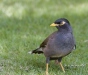 Common Myna 01