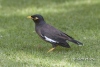 Common Myna 02