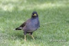 Common Myna 03