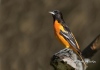 Baltimore Oriole 01