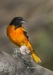 Baltimore Oriole 02