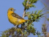 Baltimore Oriole 03