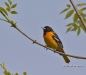 Baltimore Oriole 04