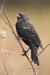 Red Winged Blackbird 01