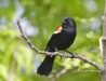 Red Winged Blackbird 02