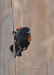 Red Winged Blackbird 04