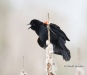 Red Winged Blackbird 05