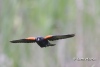 Red Winged Blackbird 06