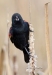 Red Winged Blackbird 08