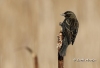 Red Winged Blackbird 09