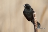 Red Winged Blackbird 12