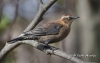 Rusty Blackbird 01