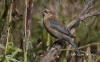 Rusty Blackbird 02