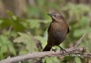 Rusty Blackbird 03