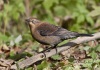 Rusty Blackbird 04