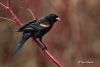 Red Winged Blackbird 13