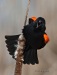 Red Winged Blackbird 14