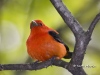 Scarlet Tanager 01