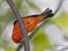 Scarlet Tanager 02