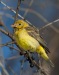 Western Tanager 01
