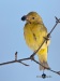 Western Tanager 05