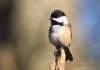 Chickadee 20