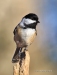 Chickadee 22