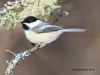 Chickadee 26