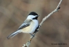 Chickadee 27