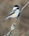 Chickadee 28