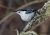 Nuthatch-wb 17