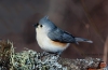 Tufted Titmouse 09