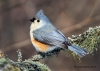 Tufted Titmouse 02.jpg