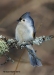 Tufted Titmouse 03