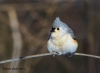 Tufted Titmouse 04