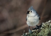 Tufted Titmouse 07