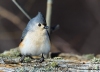 Tufted Titmouse 08