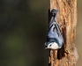 Nuthatch-wb 12