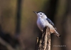 Nuthatch-wb 13