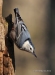 Nuthatch-wb 15