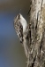 Brown Creeper 03