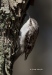 Brown Creeper 04